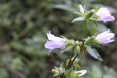 Campanula trachelium, photograph (c) Lídia Carrera, some rights reserved (CC BY)