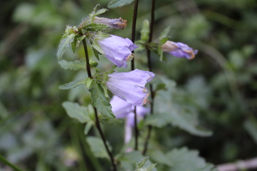 Campanula trachelium, photograph 6