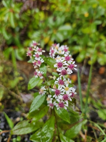 calico aster