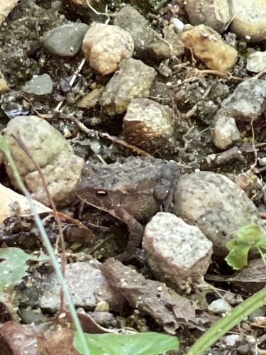 American Toad