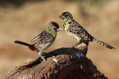 Trachyphonus darnaudii