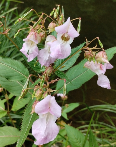 Himalayan balsam