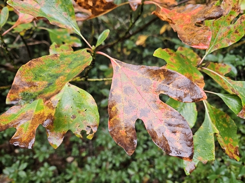 sassafras