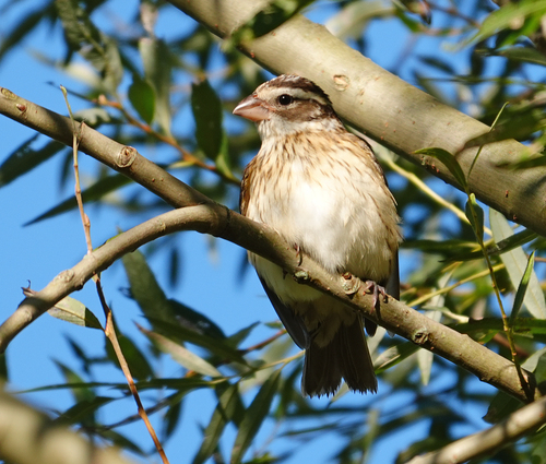 Rose-breasted Grosbeak