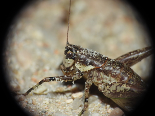 Baccetti's Bush-cricket