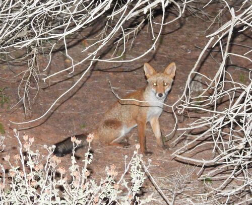 Red Fox