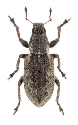 Sitona humeralis
