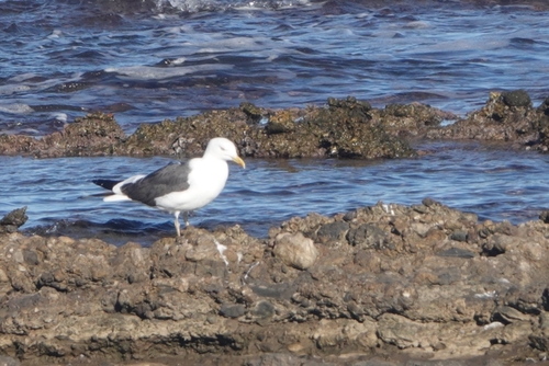 Lesser Black-backed Gull