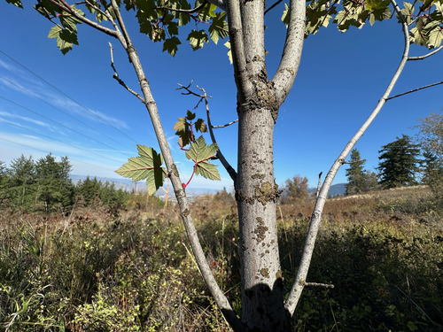 Acer glabrum, photograph 6