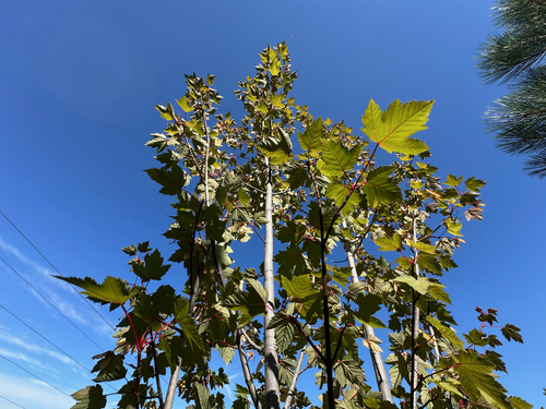 Acer glabrum, photograph 5
