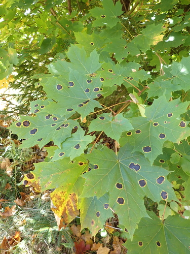 Black Tar Spot