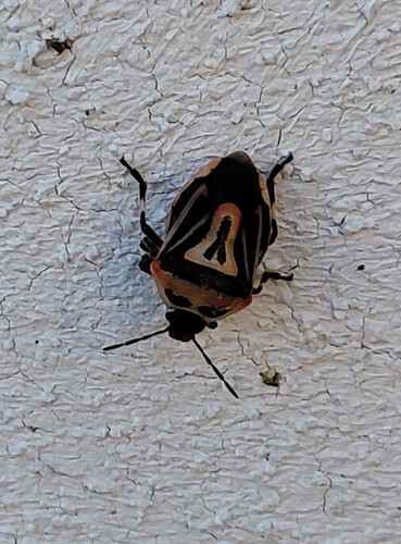 Two-spotted Stink Bug