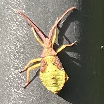 Box Bug