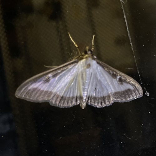 Box Tree Moth
