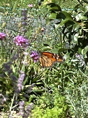 Monarch