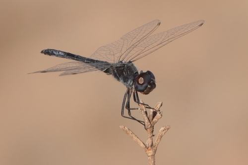 Black Pennant
