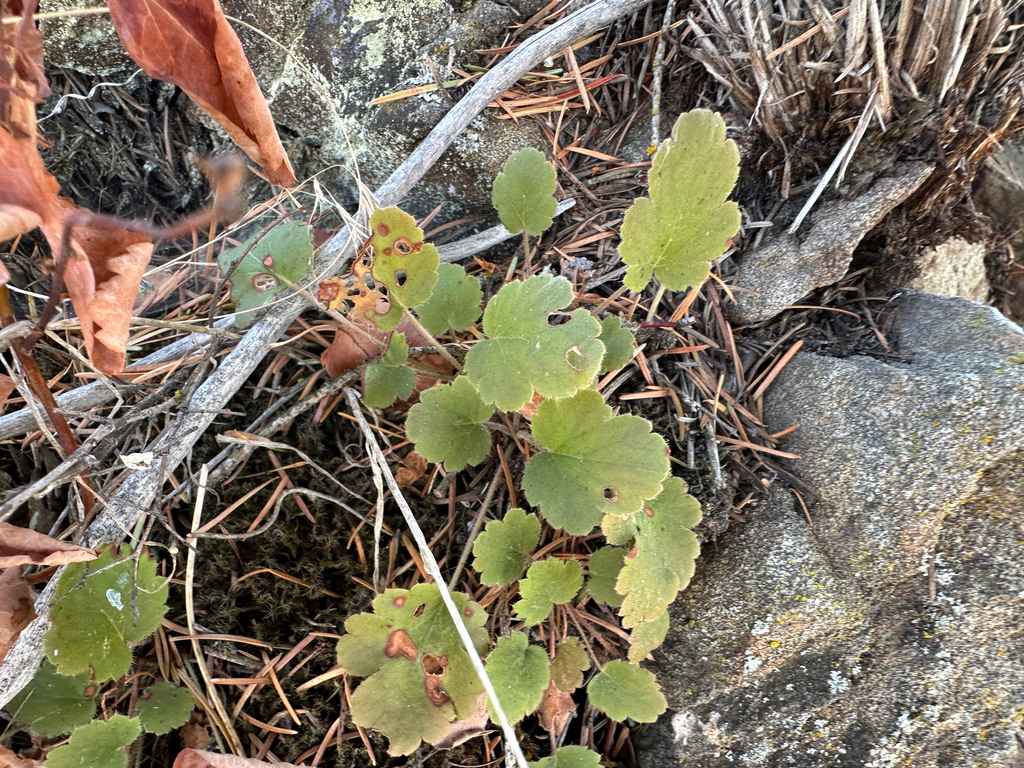 Heuchera cylindrica; photograph author not stated, no rights reserved