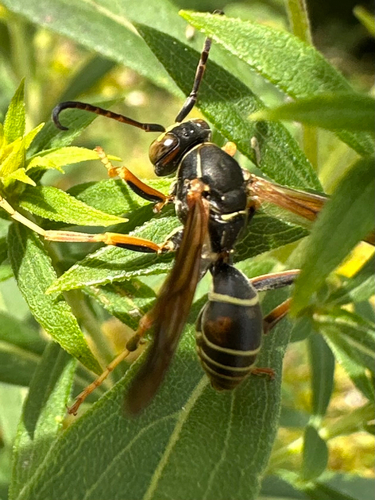 Northern Paper Wasp
