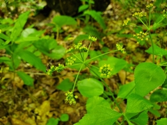 Taenidia integerrima