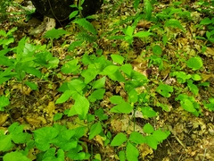 Taenidia integerrima
