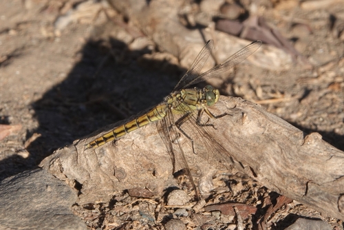 Black-tailed Skimmer