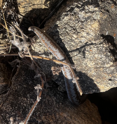 Lichanura trivirgata, 2026-09-19
