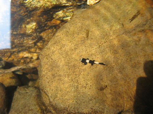 Yaoshania pachychilus