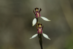 Eriochilus pulchellus