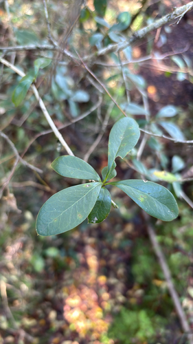 Berberis laurina