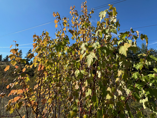 Acer glabrum, photograph 1