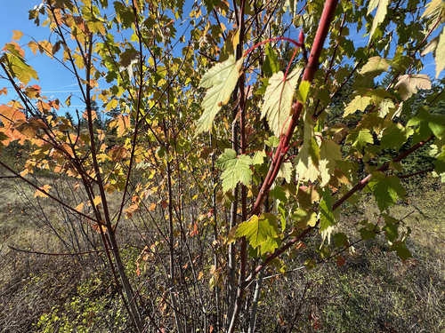 Acer glabrum, photograph 2