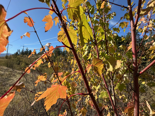 Acer glabrum, photograph 3