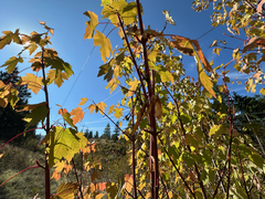 Acer glabrum, photograph author not stated, no rights reserved