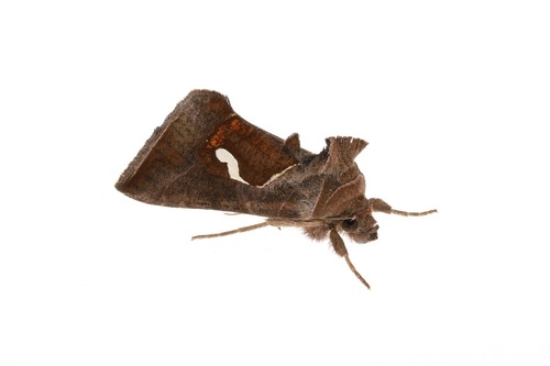Dewick's Plusia