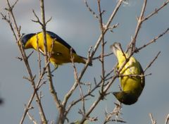 Euphonia laniirostris