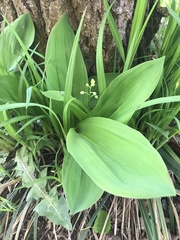 Convallaria majalis