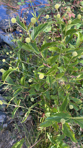 buttonbush