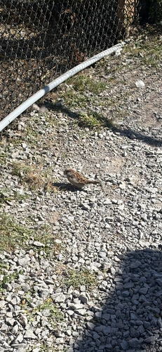 House Sparrow