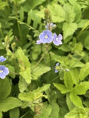 Veronica chamaedrys