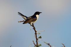 Anthreptes orientalis