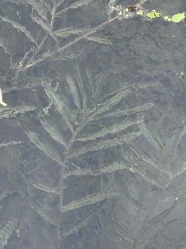 Potamogeton crispus, photograph 3