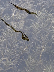 Potamogeton crispus, photograph (c) Irina Mitine, some rights reserved (CC BY)