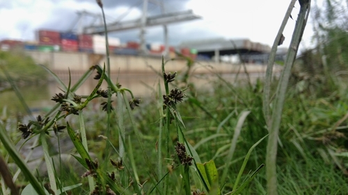 Brown Flatsedge