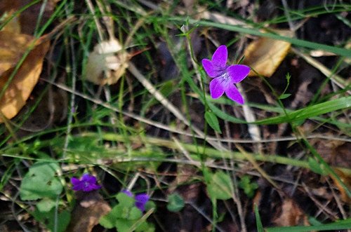 Campanula patula, photograph 4