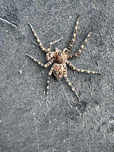 Dark Fishing Spider
