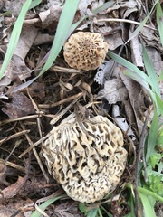Morchella americana