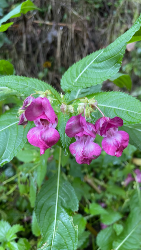 Himalayan balsam