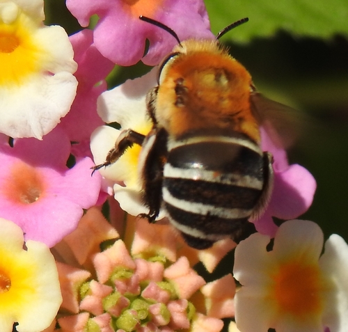 Four-striped Digger Bee