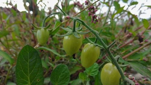 tomato