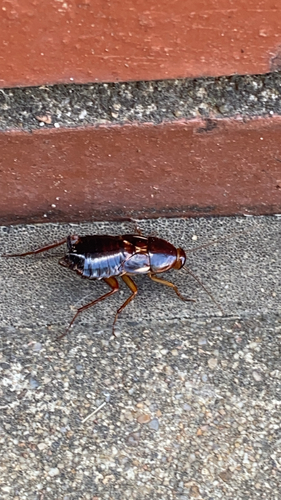 Turkestan Cockroach